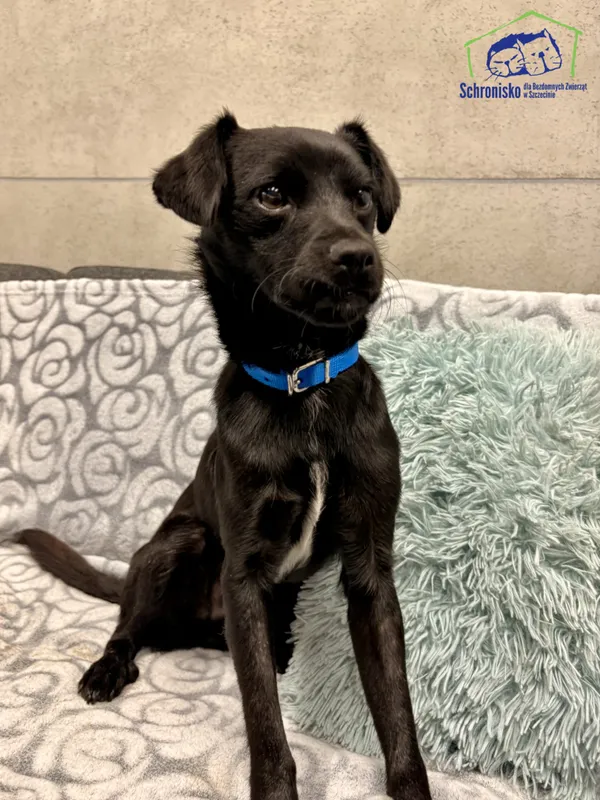 Znaleziono psa, Szczecin, 8 października 2025 (2/3)