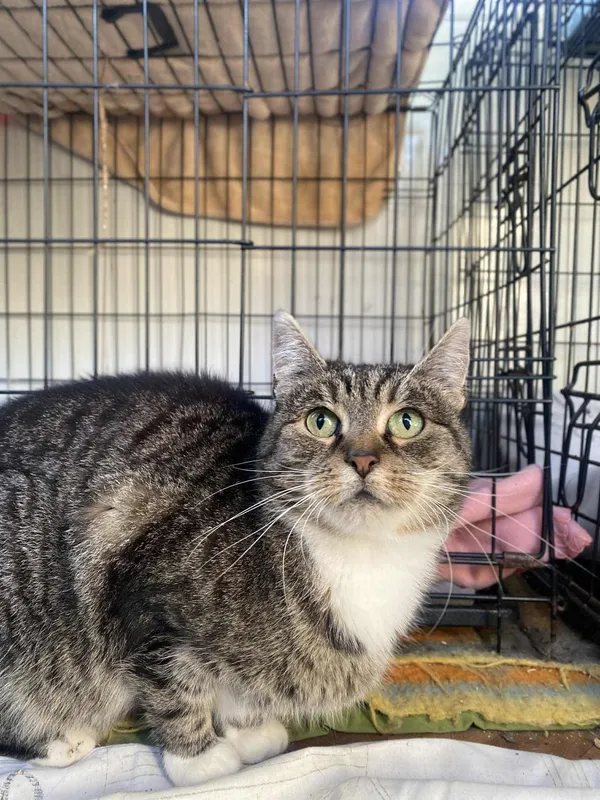 Kot do adopcji, Żywiec, 9 października 2025 (1/5)