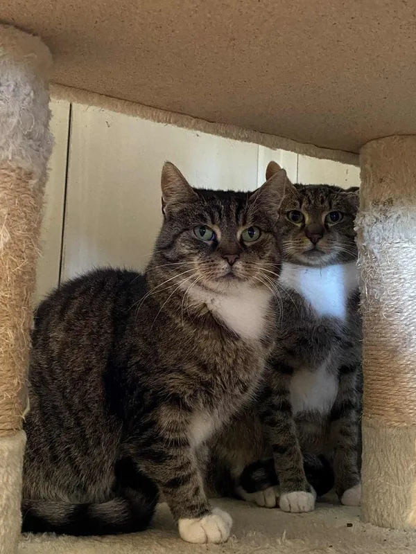 Kot do adopcji, Żywiec, 9 października 2025 (3/5)