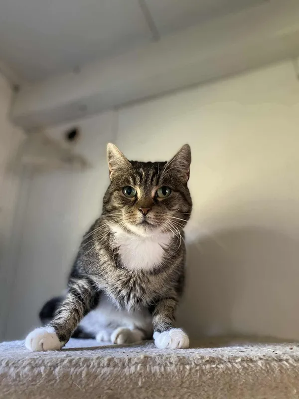 Kot do adopcji, Żywiec, 9 października 2025 (5/5)