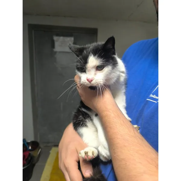 Znaleziono kota, Białystok, 19 września 2025