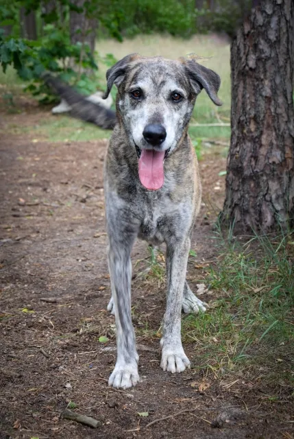 Pies do adopcji, Piła, 16 maja 2025 (1/4)