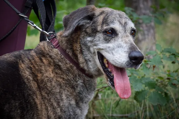 Pies do adopcji, Piła, 16 maja 2025 (2/4)