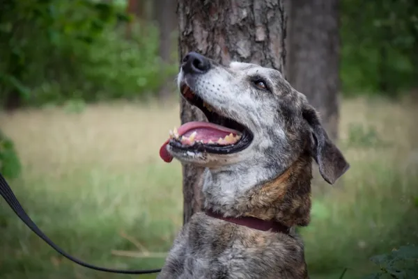 Pies do adopcji, Piła, 16 maja 2025 (4/4)