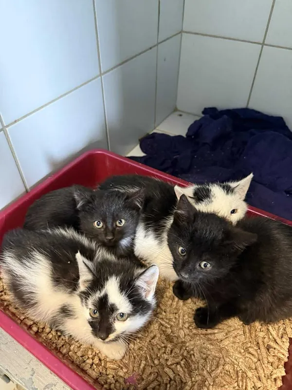 Znaleziono kota, Lublin, 3 października 2025