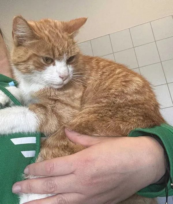 Znaleziono kota, Lublin, 5 października 2025