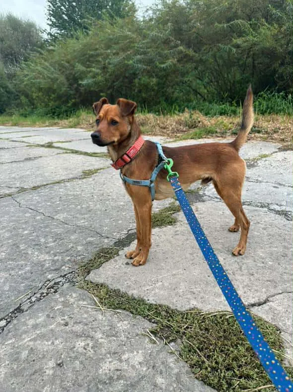 Znaleziono psa, Żywiec, 9 października 2025 (1/2)