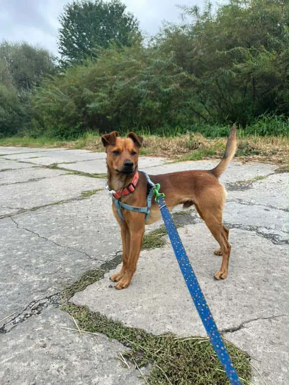 Znaleziono psa, Żywiec, 9 października 2025 (2/2)