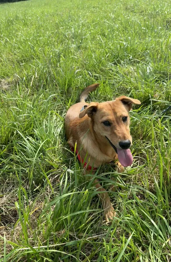 Znaleziono psa, Żywiec, 9 października 2025 (1/5)