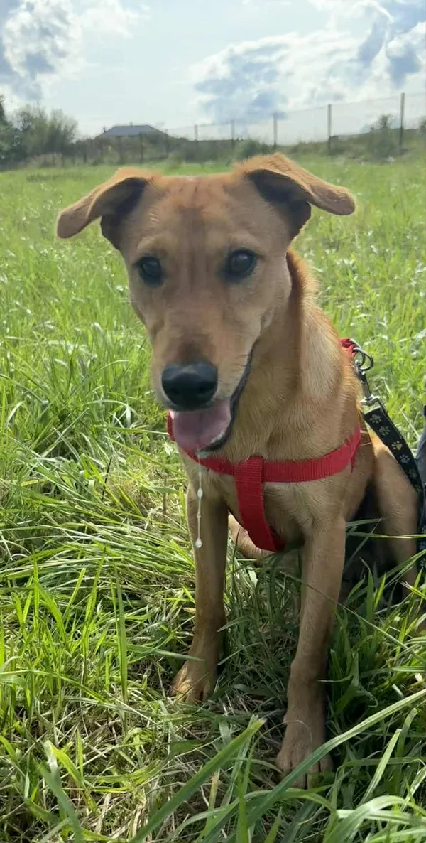 Znaleziono psa, Żywiec, 9 października 2025 (2/5)