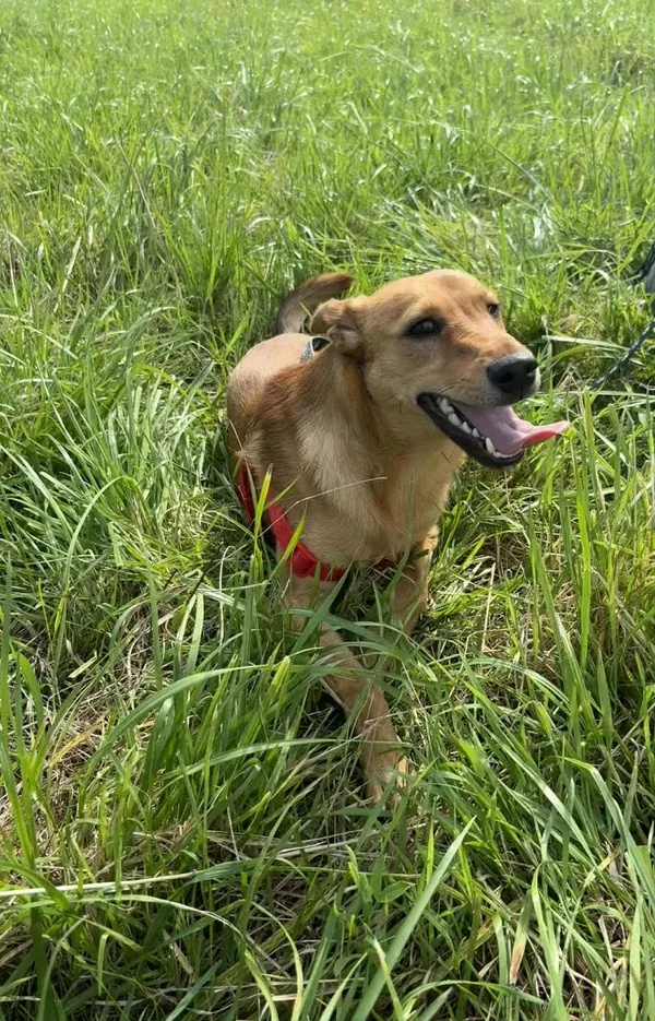 Znaleziono psa, Żywiec, 9 października 2025 (4/5)