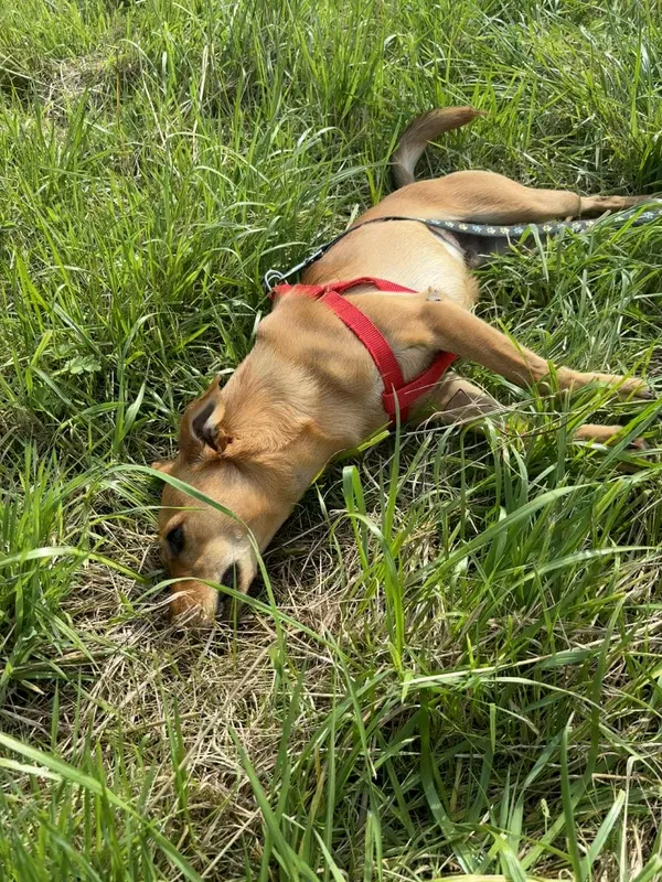 Znaleziono psa, Żywiec, 9 października 2025 (5/5)