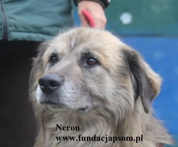 Pies do adopcji, Nowy Dwór Mazowiecki, 9 października 2025 (2/5)