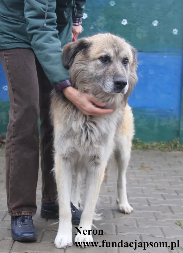 Pies do adopcji, Nowy Dwór Mazowiecki, 9 października 2025 (5/5)