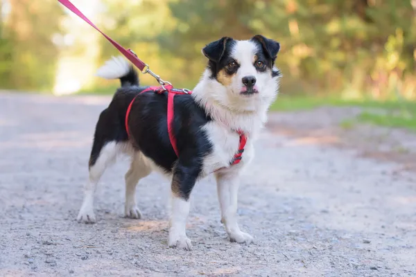 Pies do adopcji, Nowodwór, 8 października 2025 (1/5)