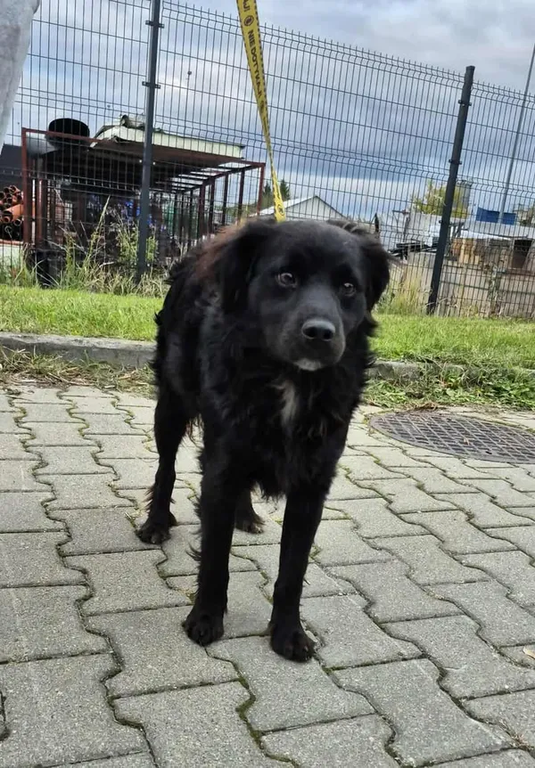 Znaleziono psa, Lublin, 5 października 2025