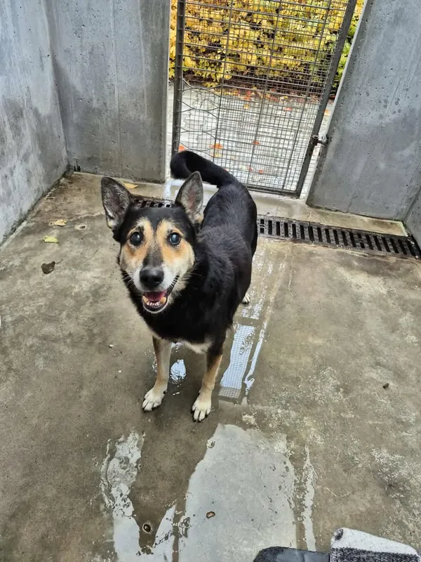 Znaleziono psa, Lublin, 7 października 2025