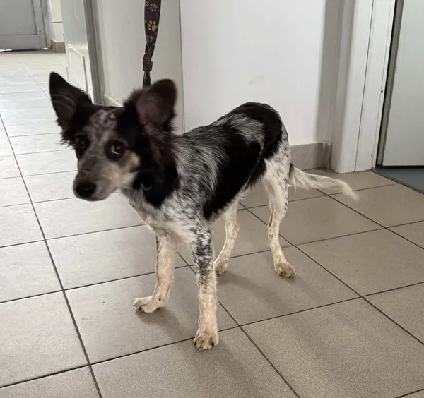 Znaleziono psa, Lublin, 9 października 2025