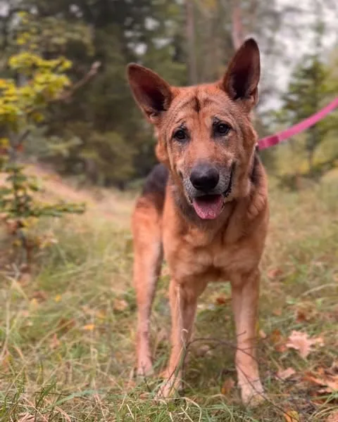 Pies do adopcji, Sosnowice, 26 sierpnia 2025 (4/5)