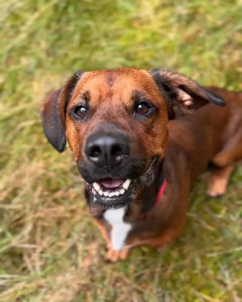 Pies do adopcji, Sosnowice, 20 sierpnia 2025 (1/5)