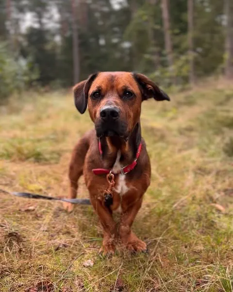 Pies do adopcji, Sosnowice, 20 sierpnia 2025 (3/5)