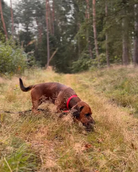 Pies do adopcji, Sosnowice, 20 sierpnia 2025 (4/5)