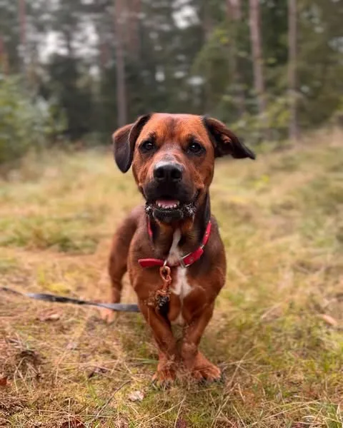 Pies do adopcji, Sosnowice, 20 sierpnia 2025 (5/5)