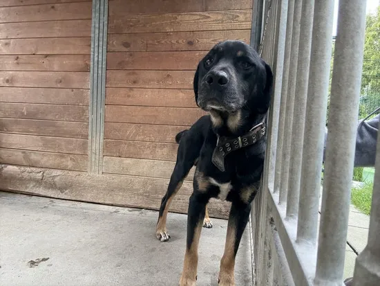 Pies do adopcji, Kraków, 25 września 2025