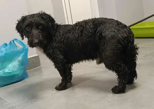 Znaleziono psa, Toruń, 6 października 2025