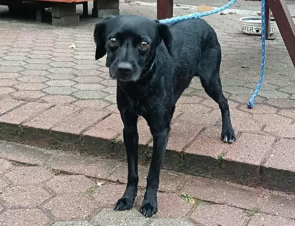 Znaleziono psa, Toruń, 6 października 2025