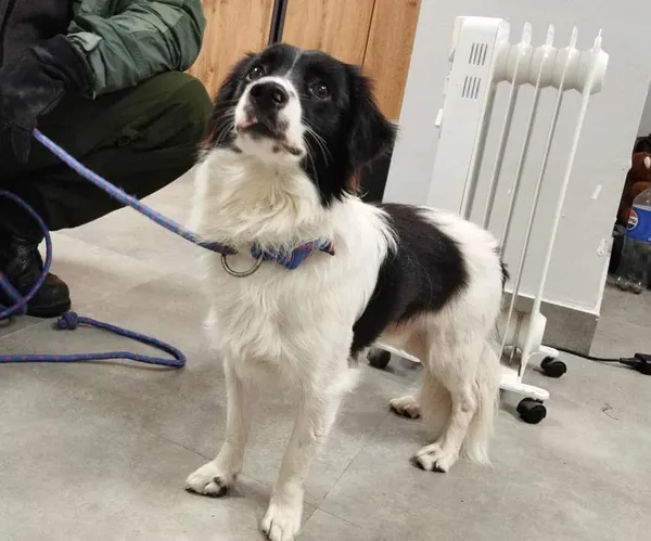 Znaleziono psa, Toruń, 6 października 2025