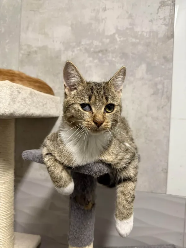 Znaleziono kota, Chojnice, 5 października 2025