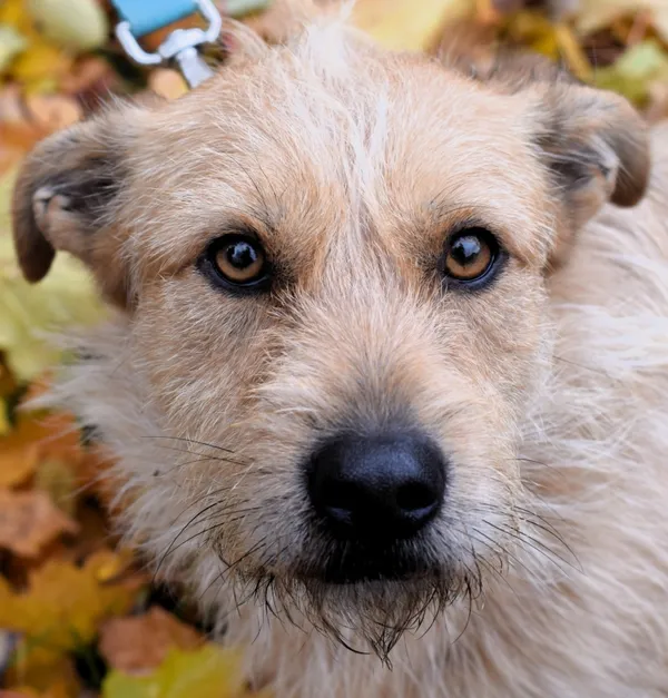 Znaleziono psa, Pieckowo, 9 października 2025 (1/5)