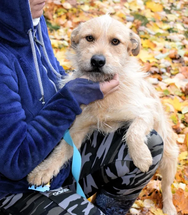 Znaleziono psa, Pieckowo, 9 października 2025 (2/5)