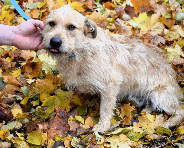 Znaleziono psa, Pieckowo, 9 października 2025 (3/5)