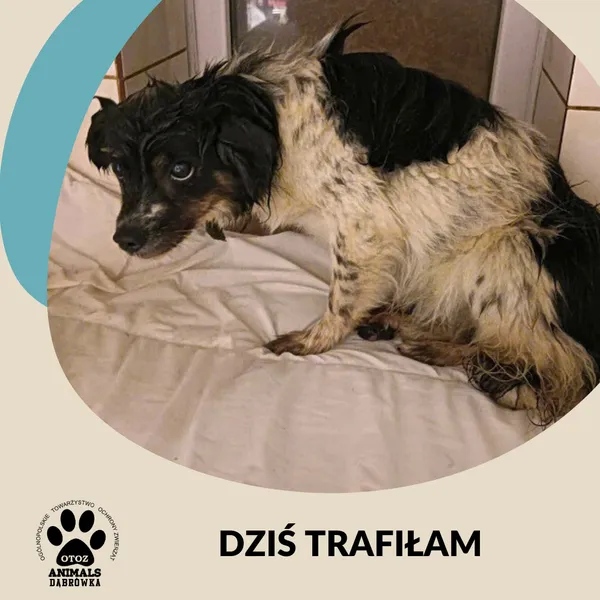 Znaleziono psa, Dąbrówka, 8 października 2025 (1/2)