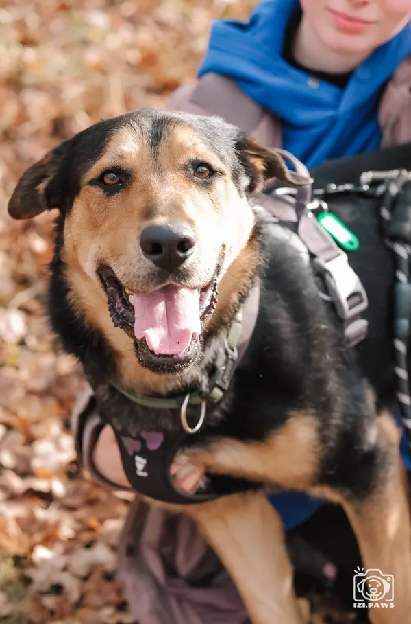 Pies do adopcji, Milanówek, 14 grudnia 2025 (2/5)