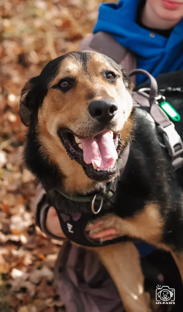 Pies do adopcji, Milanówek, 14 grudnia 2025 (5/5)