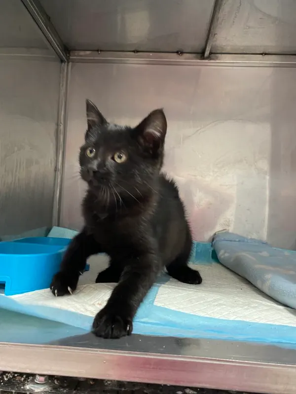 Znaleziono kota, Czartki, 9 października 2025