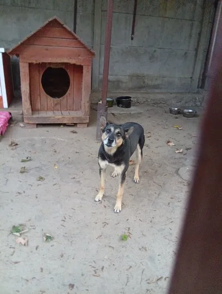 Pies do adopcji, Milanówek, 10 października 2025 (5/5)