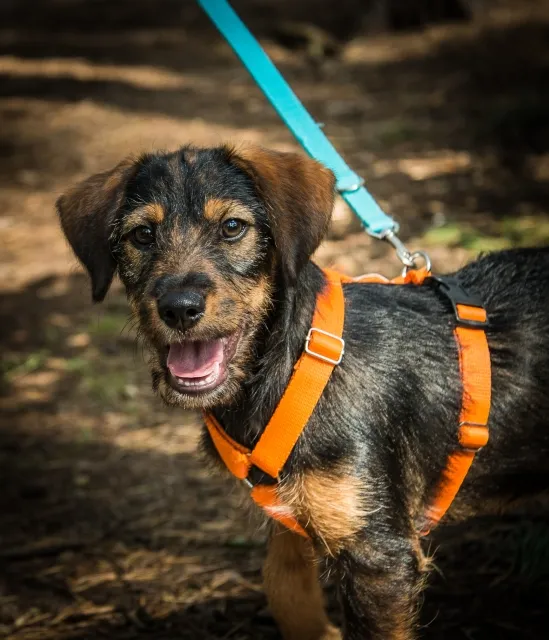 Pies do adopcji, Piła, 17 sierpnia 2025 (1/5)