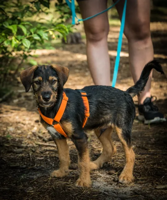 Pies do adopcji, Piła, 17 sierpnia 2025 (2/5)