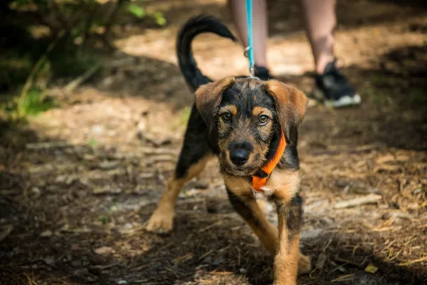 Pies do adopcji, Piła, 17 sierpnia 2025 (3/5)