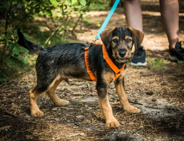 Pies do adopcji, Piła, 17 sierpnia 2025 (4/5)