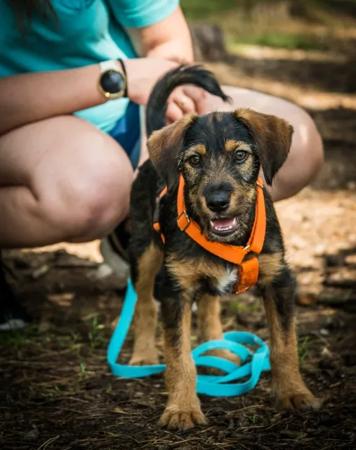 Pies do adopcji, Piła, 17 sierpnia 2025 (5/5)