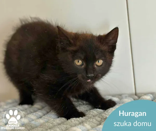 Kot do adopcji, Starogard Gdański, 10 października 2025