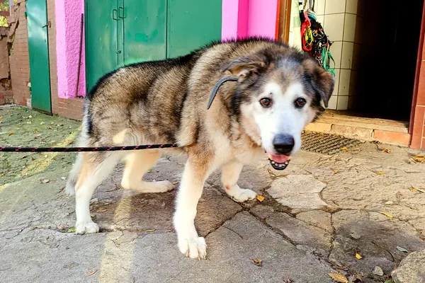 Pies do adopcji, Wałbrzych, 20 września 2025 (1/2)