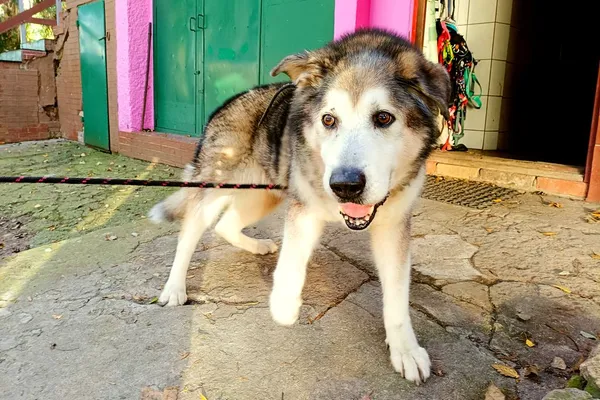 Pies do adopcji, Wałbrzych, 20 września 2025 (2/2)