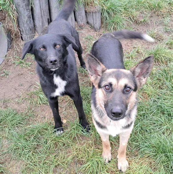 Pies do adopcji, Olsztyn, 19 września 2025 (2/3)