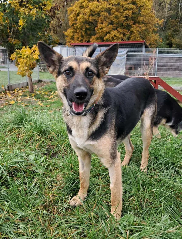 Pies do adopcji, Olsztyn, 19 września 2025 (1/3)